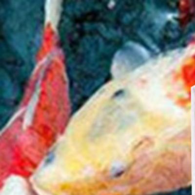 Medidor de Salinidade para Aqu - Marine Aquarium Hydrometer avaliação e preço